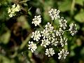 Large Leaflet Water Parsnip